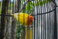 Closeup photo of yellow and green love bird inside a cage, with green background Royalty Free Stock Photo