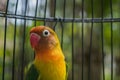 Closeup photo of yellow and green love bird inside a cage, with green background Royalty Free Stock Photo