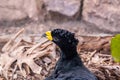 Closeup photo of a yellow-knobbed curassow Royalty Free Stock Photo