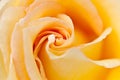 Closeup photo of a yellow rose Royalty Free Stock Photo