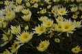 closeup photo of yellowish white chrysanthemum