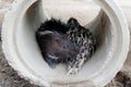 Young Himalayan Porcupines in the Park