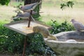 Closeup photo of doves and a cute yellow squirrel eating seeds from a metal spiked bird feeder