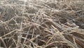 A closeup photograph of beige colored cut seeded tops grass blades lying on the ground covered in frosted ice crystals Royalty Free Stock Photo