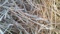 A closeup photograph of beige colored cut seeded tops grass blades lying on the ground covered in frosted ice crystals Royalty Free Stock Photo