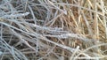 A closeup photograph of beige colored cut seeded tops grass blades lying on the ground covered in frosted ice crystals Royalty Free Stock Photo