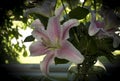 Stargazer Lilies