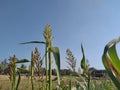 Closeup of seeded tops sorghum plants against a blue sky background