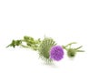 Flower of Bull Thistle