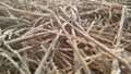 A closeup photograph of beige colored cut seeded tops grass blades lying on the ground covered in frosted ice crystals Royalty Free Stock Photo