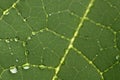 A closeup photograph of droplets of water clinging to a green leaf. Royalty Free Stock Photo