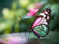 A beautiful pink glasswing butterfly surrounded by green plants and pink flower.