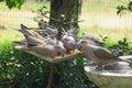 Closeup of a flock of grey doves eating from a bird feeder and drinking water from a bird bath