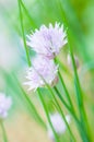 Chives, nature. flower, vertical Royalty Free Stock Photo