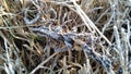 A closeup photograph of ice crystals on blades of grass Royalty Free Stock Photo