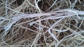 A closeup photograph of ice crystals on blades of grass Royalty Free Stock Photo