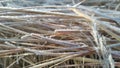 A closeup photograph of ice crystals on blades of grass Royalty Free Stock Photo