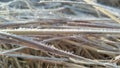 A closeup photograph of ice crystals on blades of grass Royalty Free Stock Photo