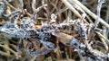 A closeup photograph of ice crystals on blades of grass Royalty Free Stock Photo