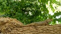 Indian chamelion on the branch of the tree.