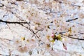 Closeup photograph of Japanese sakura or Cherry blossoms in full bloom in the trees during spring Royalty Free Stock Photo