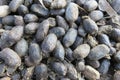 Closeup of a pile of Llama poop manure pellets