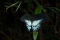 A closeup photograph of Papilio polymnestor or blue mormon. Royalty Free Stock Photo