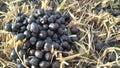 A closeup photograph of a pile of sheep poop. The manure pellets shine in the sun