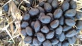 A closeup photograph of a pile of sheep poop. The manure pellets shine in the sun