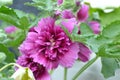 Closeup photograph of a pink common hollyhock flower.