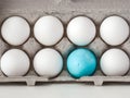 A closeup photograph of a single blue plastic Easter egg nested inside of a cardboard egg carton with several real white chicken Royalty Free Stock Photo