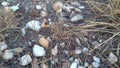 Closeup photo of white pebbles and rocks under dry grass blades on sandy ground Royalty Free Stock Photo
