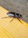 Female stag beetle closeup photography Royalty Free Stock Photo