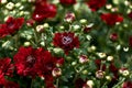 Closeup photography of the flowers after rain.Water drops on the leafs Royalty Free Stock Photo