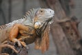 Closeup photography of an iguana