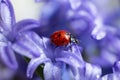 Closeup photography of ladybug on violet petal.Springtime concept Royalty Free Stock Photo