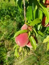 Closeup - gorgeous organic peaches