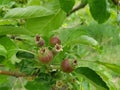 Closeup photography of multiple small pears slowly developing