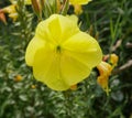 Opened yellow nicotiana alata flower