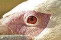 Closeup photography of a pelicans eye Royalty Free Stock Photo