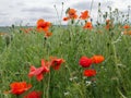 Closeup poppy seed field photography Royalty Free Stock Photo