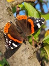 Closeup details of a Red Admiral butterfly Royalty Free Stock Photo