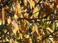 Bright yellow leaves of cherry tree in the autumn