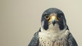 closeup photorealistic Nikon photo of an Australian peregrine falcon against a cream background