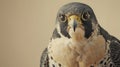closeup photorealistic Nikon photo of an Australian peregrine falcon against a cream background