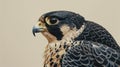 closeup photorealistic Nikon photo of an Australian peregrine falcon