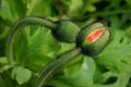 Closeup Photo of Corn Poppy Buds Royalty Free Stock Photo