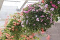 Closeup Photo of hanging beautiful blooming flowers