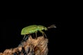 Closeup of Phyllobius maculicornis perching on wood Royalty Free Stock Photo