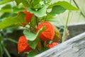 physalis in a wooden pot in a pubic garden Royalty Free Stock Photo